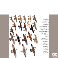 گونه شاهین دودی Sooty Falcon